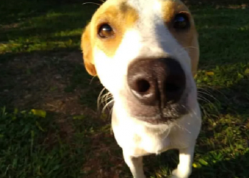 CASAL DE IDOSOS ENCONTRA CÃO DE ESTIMAÇÃO MORTO COM MARCA DE TIRO