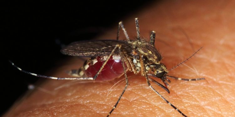 Bauru registra primeira morte por dengue no ano