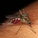 Bauru registra primeira morte por dengue no ano