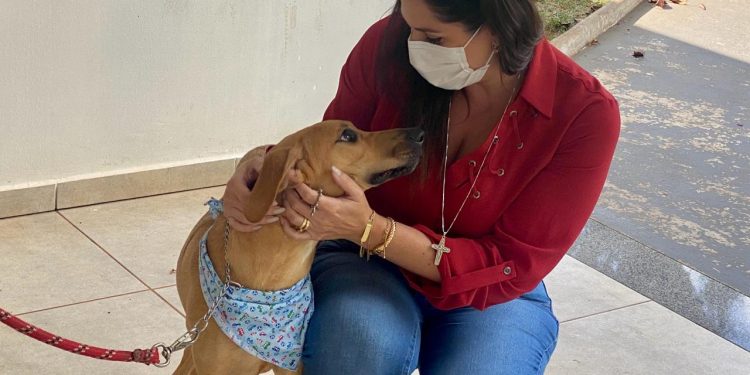 Deputada federal Simone Marquetto apresenta emenda de Medida Provisória que permite dedução no IR para donos de cães e gatos