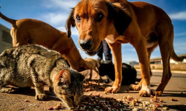 Comissão Especial vai debater problemas do abandono de animais na cidade