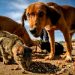 Comissão Especial vai debater problemas do abandono de animais na cidade