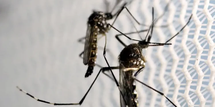 Brasil se aproxima de 1 milhão de casos prováveis de dengue