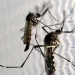 Brasil se aproxima de 1 milhão de casos prováveis de dengue