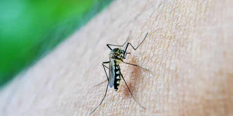 Casos de dengue em gestantes aumentam 345% em 2024