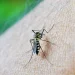 Casos de dengue em gestantes aumentam 345% em 2024