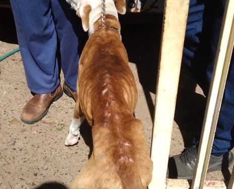 AVARÉ – Cachorra da raça Pitbull em estado de desnutrição é resgatada pela Polícia Civil