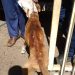 AVARÉ – Cachorra da raça Pitbull em estado de desnutrição é resgatada pela Polícia Civil