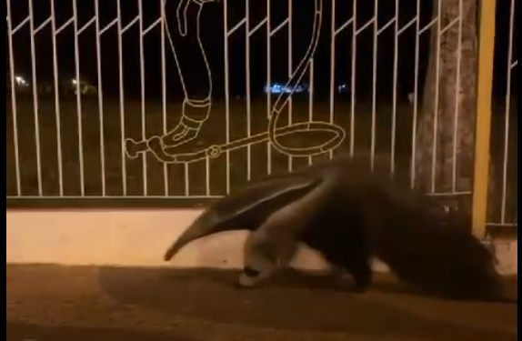 TAMANDUÁ-BANDEIRA É VISTO “PASSEANDO” PELA EMAPA EM AVARÉ; VEJA VÍDEO