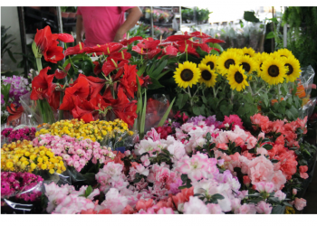 Primavera é comemorada na 13ª Ceagesp em Flor