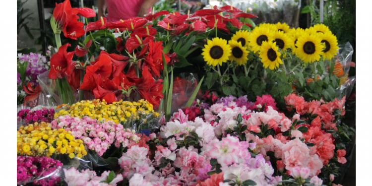 Primavera é comemorada na 13ª Ceagesp em Flor
