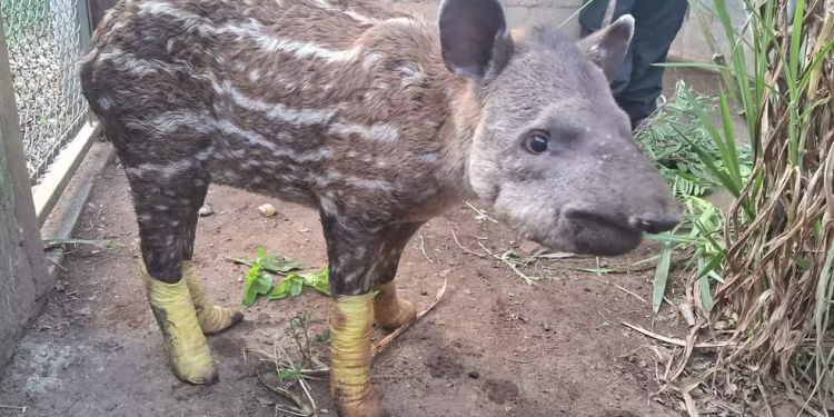 Filhote de anta resgatado com queimaduras após incêndio em canavial morre no interior de SP