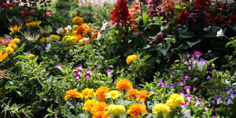 Só regar basta? Saiba como prevenir o estresse térmico de suas plantas