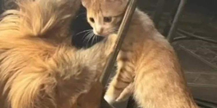 Bauru: cães matam gato, avançam em pessoas e espalham medo