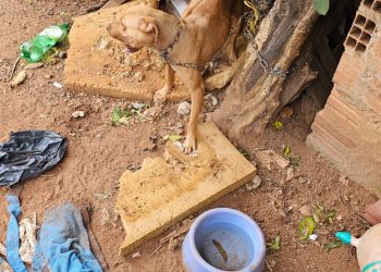 Botucatu: Mulher é presa por maus-tratos a animal no Jardim Bandeirantes