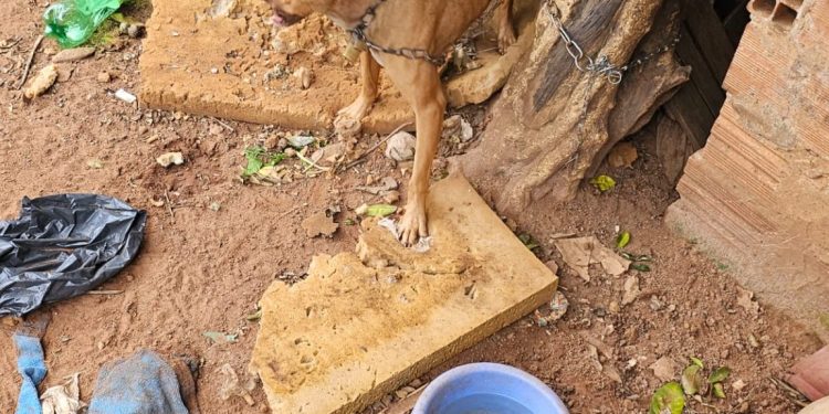 Botucatu: Mulher é presa por maus-tratos a animal no Jardim Bandeirantes