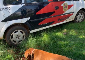 Maus-Tratos a Animais: Polícia Civil resgata cão na região da represa de Avaré