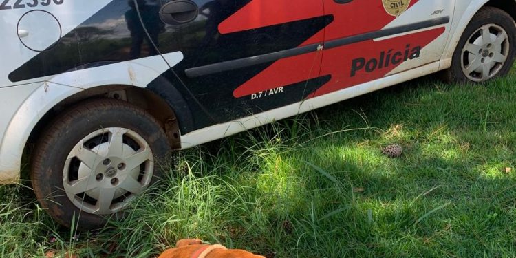 Maus-Tratos a Animais: Polícia Civil resgata cão na região da represa de Avaré