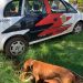 Maus-Tratos a Animais: Polícia Civil resgata cão na região da represa de Avaré