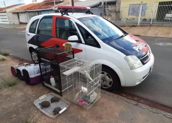 AVARÉ – Polícia Civil resgata 17 animais e prende responsável por maus-tratos