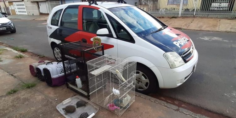 AVARÉ  – Polícia Civil resgata 17 animais e prende responsável por maus-tratos