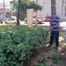 SERVIÇOS – Capina e limpeza são realizadas em ruas e praças de Avaré