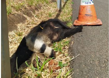 Tamanduá-bandeira é atropelado e morre na Rodovia Marechal Rondon, em Botucatu