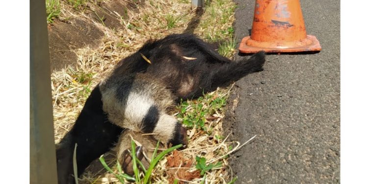 Tamanduá-bandeira é atropelado e morre na Rodovia Marechal Rondon, em Botucatu