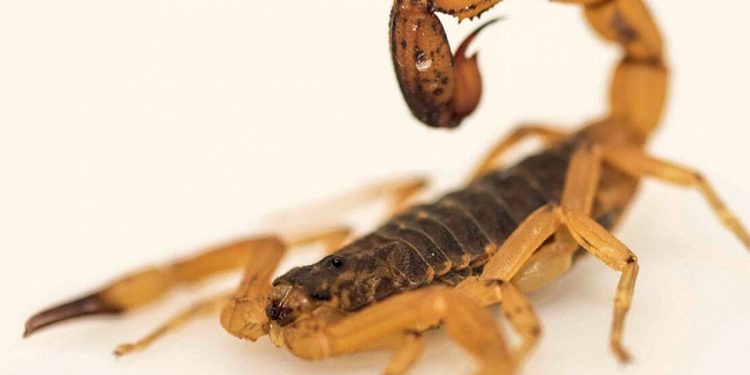 SAÚDE –  Como prevenir e agir em caso de acidentes com escorpiões