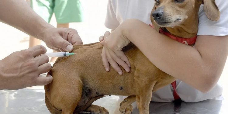 Bairro São José tem vacinação contra raiva nesta terça-feira, 18