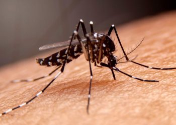 Combate à dengue: UBS Ipiranga será referência no atendimento de casos suspeitos
