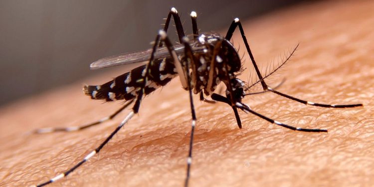 Combate à dengue: UBS Ipiranga será referência no atendimento de casos suspeitos