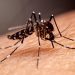 Combate à dengue: UBS Ipiranga será referência no atendimento de casos suspeitos