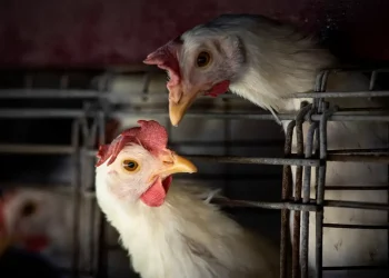 FAO: caso de gripe aviária no Brasil marca nova etapa do vírus