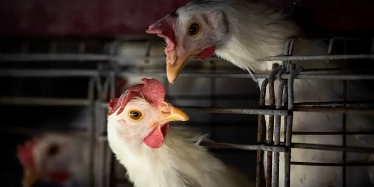 FAO: caso de gripe aviária no Brasil marca nova etapa do vírus