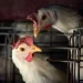 FAO: caso de gripe aviária no Brasil marca nova etapa do vírus