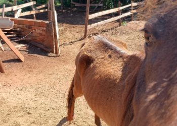Polícia Civil de Arandu apura caso de maus-tratos a cavalos rural em unidade
