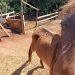 Polícia Civil de Arandu apura caso de maus-tratos a cavalos rural em unidade