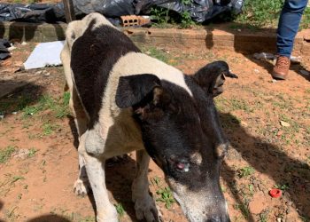 AVARÉ – Cachorro em situação de abandono é resgatado e tutor preso pela Polícia Civil