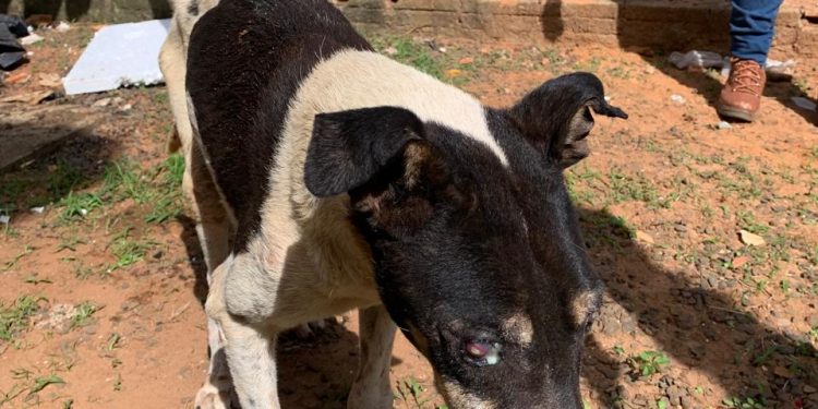 AVARÉ –  Cachorro em situação de abandono é resgatado e tutor preso pela Polícia Civil