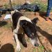 AVARÉ – Cachorro em situação de abandono é resgatado e tutor preso pela Polícia Civil