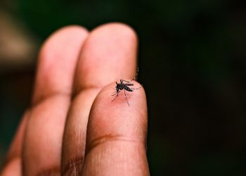 Ambulatório de Dengue registra quase 400 atendimentos em poucos dias de atividade