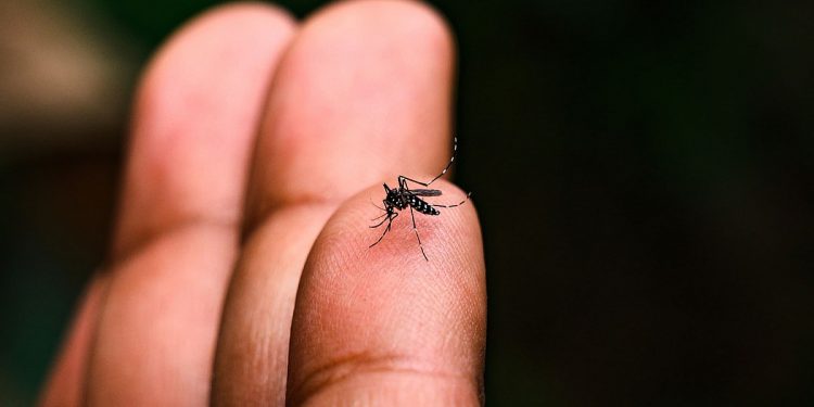 Ambulatório de Dengue registra quase 400 atendimentos em poucos dias de atividade