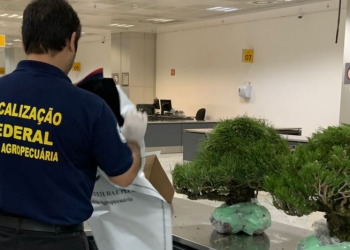 Vigiagro apreende bonsais importados  irregularmente no Aeroporto de Guarulhos