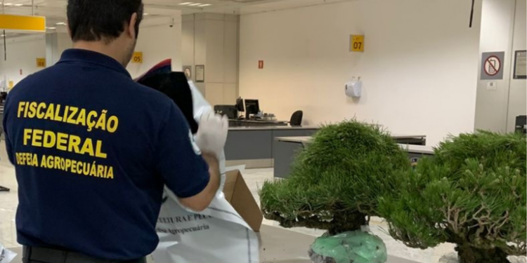 Vigiagro apreende bonsais importados  irregularmente no Aeroporto de Guarulhos