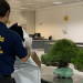 Vigiagro apreende bonsais importados  irregularmente no Aeroporto de Guarulhos