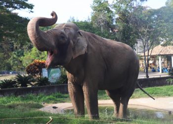 Disputa judicial deixa destino do elefante Sandro indefinido