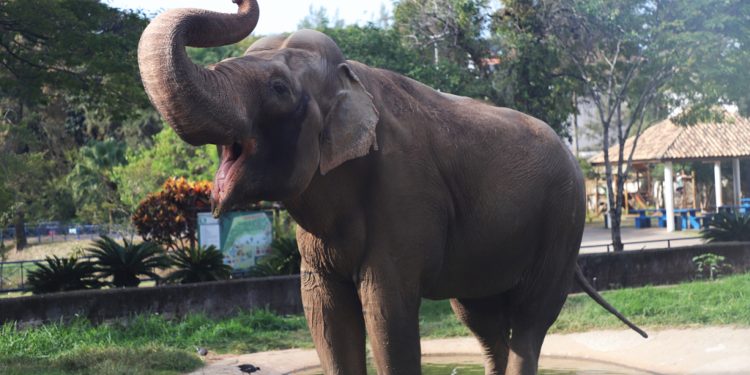 Disputa judicial deixa destino do elefante Sandro indefinido