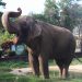 Disputa judicial deixa destino do elefante Sandro indefinido