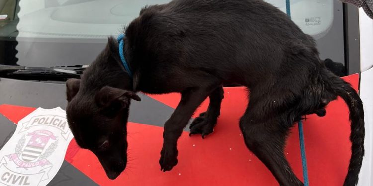 AVARÉ   Cães em situação de maus-tratos são resgatados pela Polícia Civil